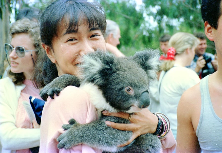 昔の話になってしまいそう。コアラを抱っこ出来るのも近い将来なくなる可能性が高い。