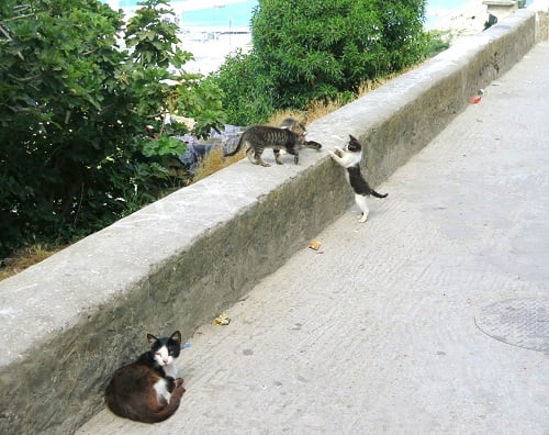 どこも猫だらけ。遊び飛び跳ねる猫たち