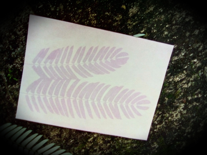 Anthotype eines Blattes vom Seidenbaum, hergestellt mit Blaubeersaft