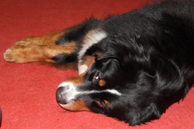 "Tricksen" macht müde