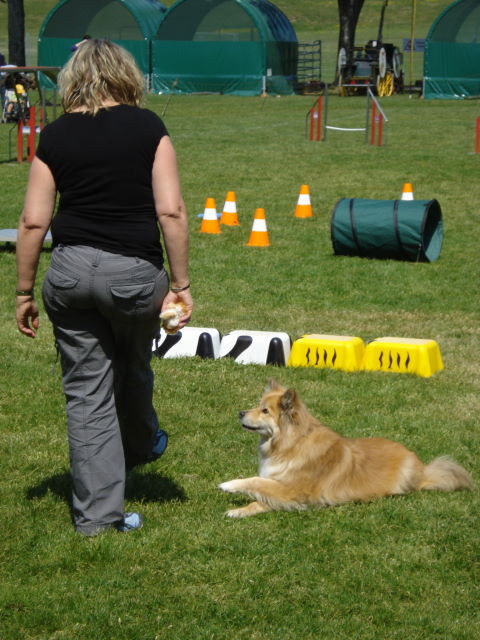 cris-cros (Pfoten kreuzen)