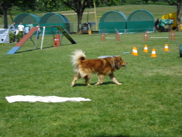 Mikko beim Schlüssel apportieren