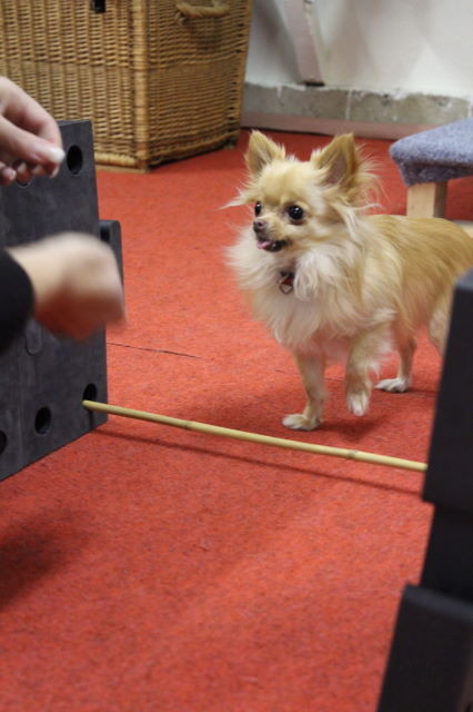 Yoshi beim rückwärtsgehen