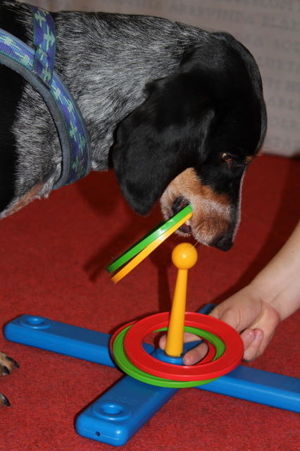 Lucky testet das Ringspiel