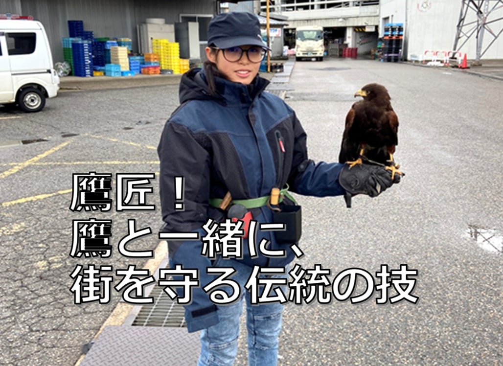 偶然見かけた放鷹　鷹匠によるカラス対策