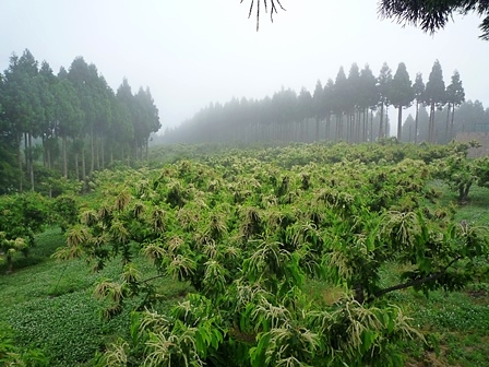 松尾栗園 能登栗