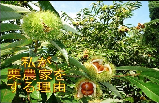 私が栗農家をする理由