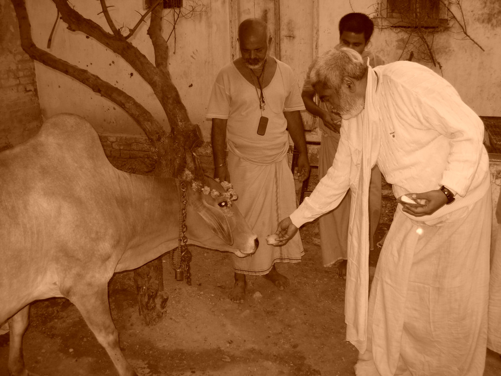 Cow Sewa