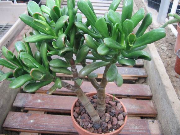 réf:1531-4  Photo prise le 11-10-2009