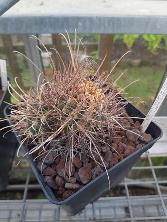 réf:511-1 Sclerocactus Uncinatus ssp. wrightii