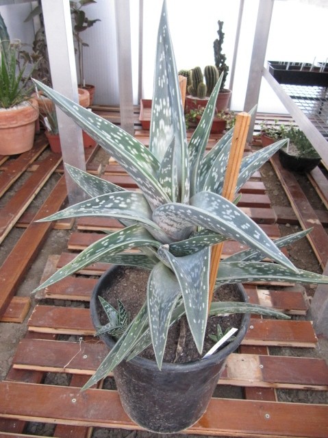 réf:1710-1 photo prise le 24-10-2010