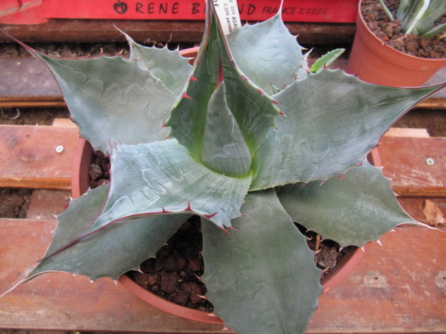 réf: 5-1  Photo prise le 01-11-2011