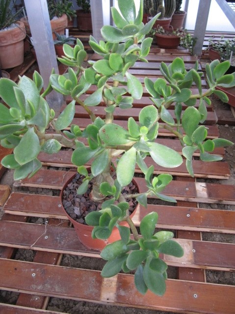 réf:1530-2 Photo prise le 24-10-2010