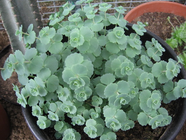 réf:1571-1  photo prise le 28-03-2008