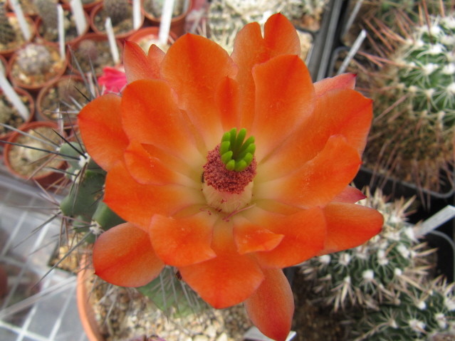 Echinocereus Triglochidiatus HK 2000 