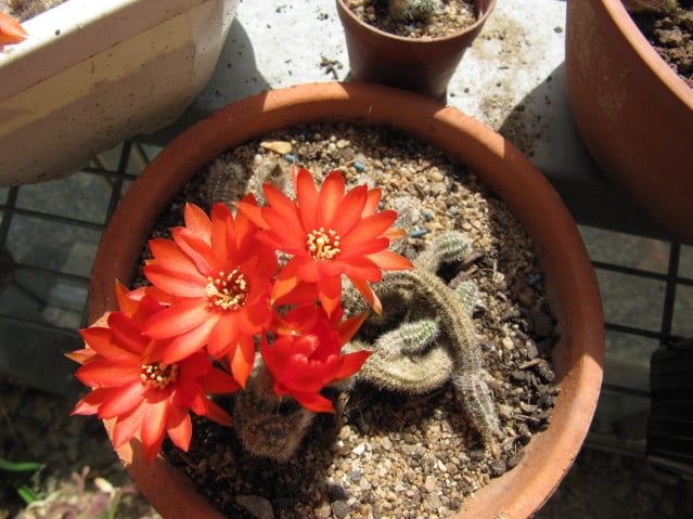 Chamaecereus 