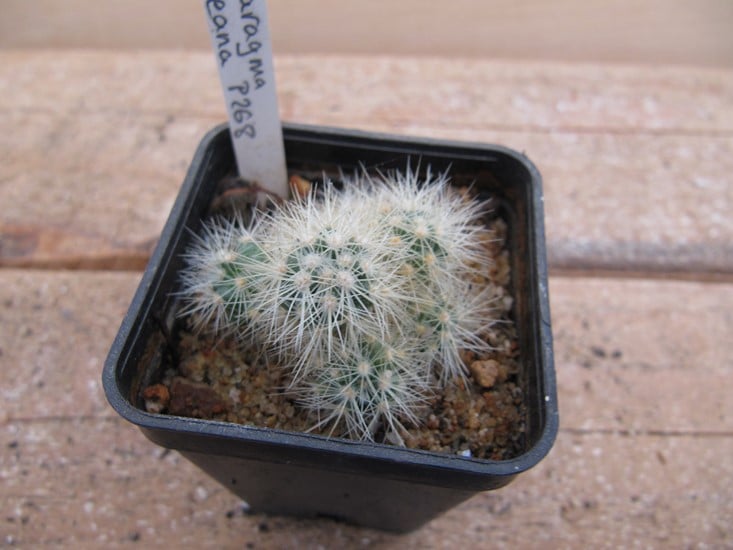 Acharagma roseana - P268