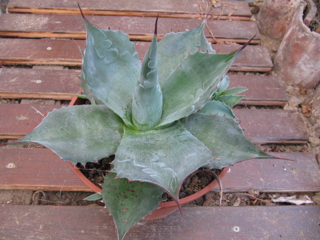 réf: 5-1  Photo prise le 06-09-2012