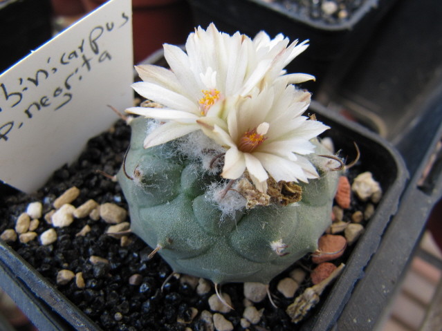 réf:588-1 photo prise le 19-05-2010