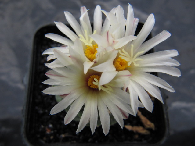 Strombocactus disciformis 