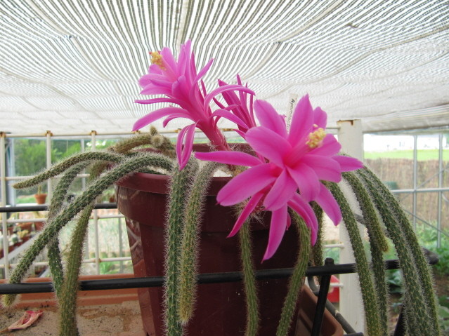 Aporocactus Martianus 
