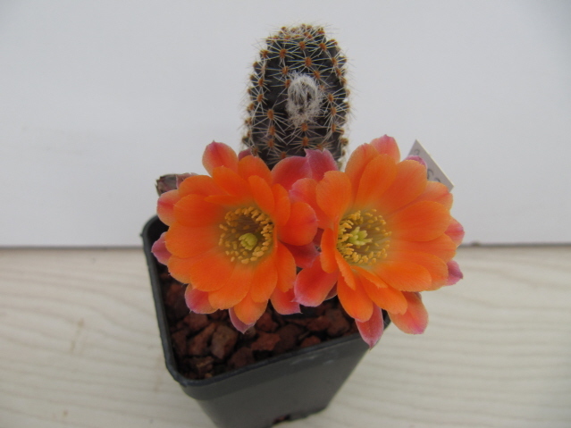 Rebutia Pygmaea v. isayachensis RH 1076 
