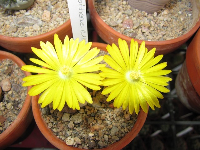 réf:29-1 Lithops Dorotheae C124