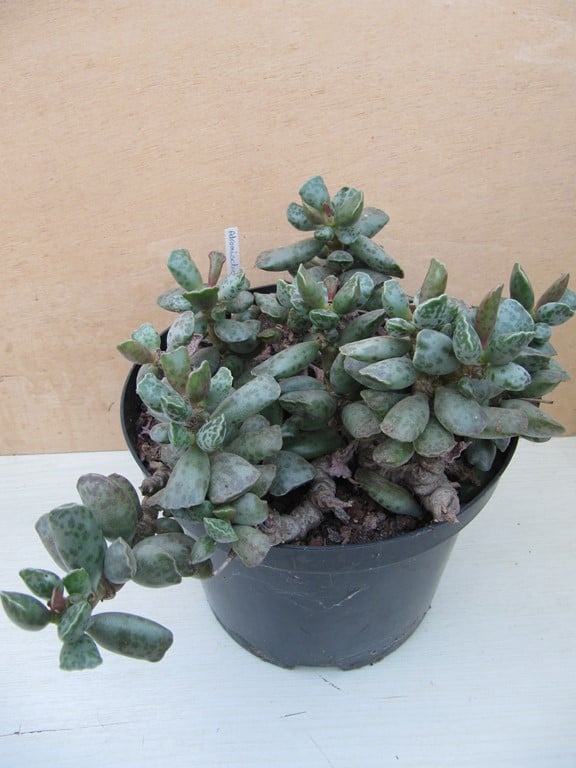 réf: 1500 Adromischus Cooperi