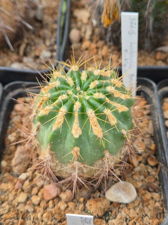 Lobivia bruchii - LT 110