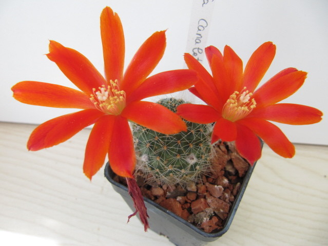 Rebutia Canaletas 