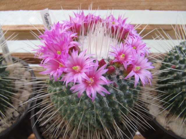 Mammillaria spinosissima 
