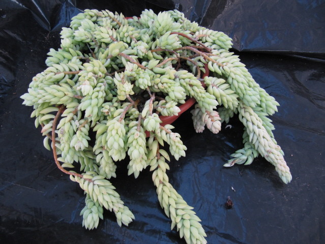 réf:1572  Sedum Morganianum