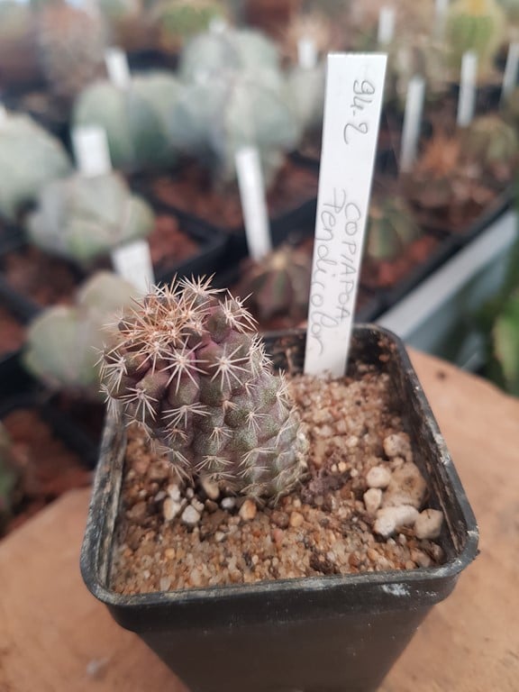réf:94 Copiapoa Pendicolor