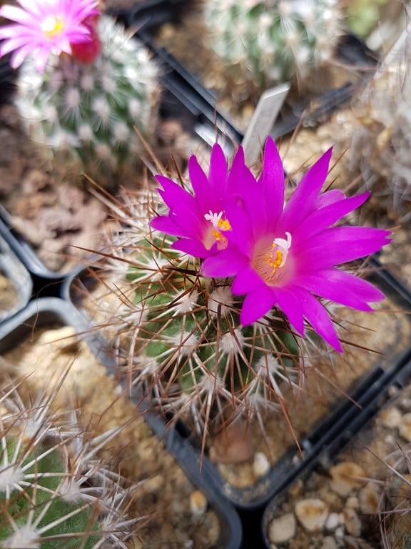 Turbinicarpus Horripilus