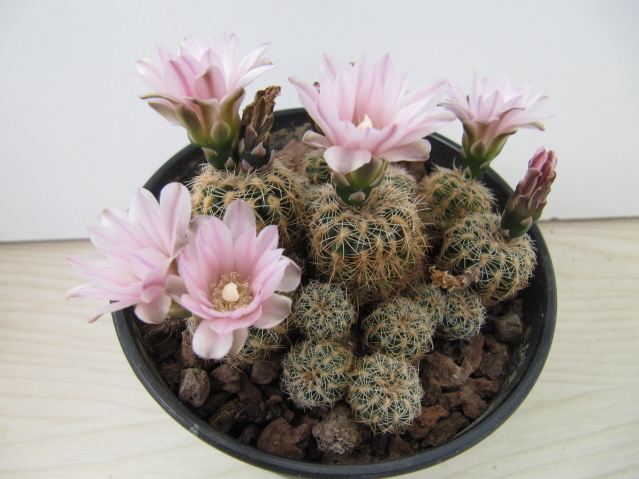 Gymnocalycium bruchii 