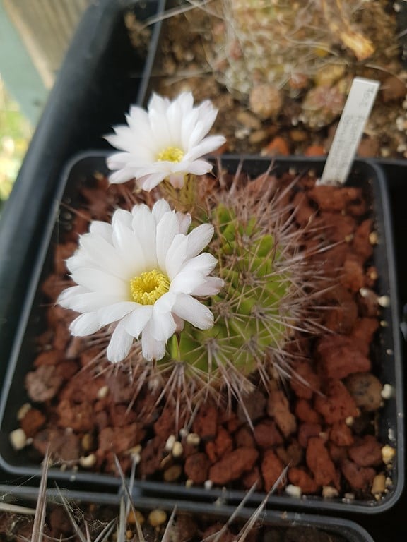 Acanthocalycium Spiniflorum 