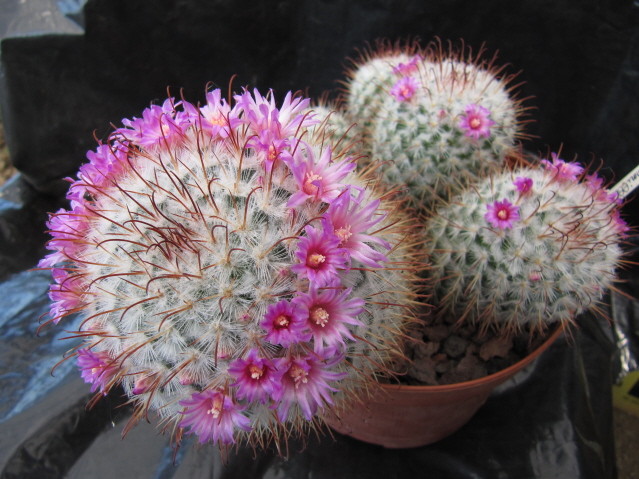 Mammillaria bombycina