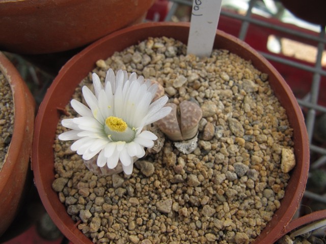 réf:23 Lithops Marmorata SB 1533