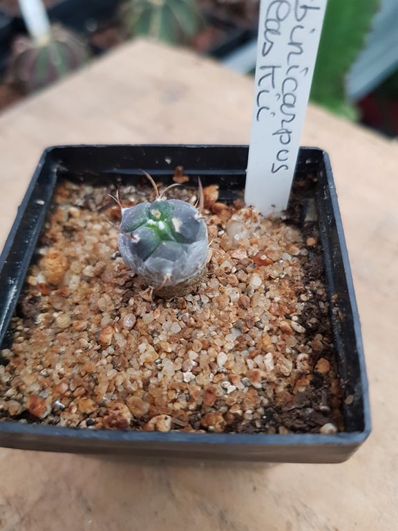 Turbinicarpus Polaskii