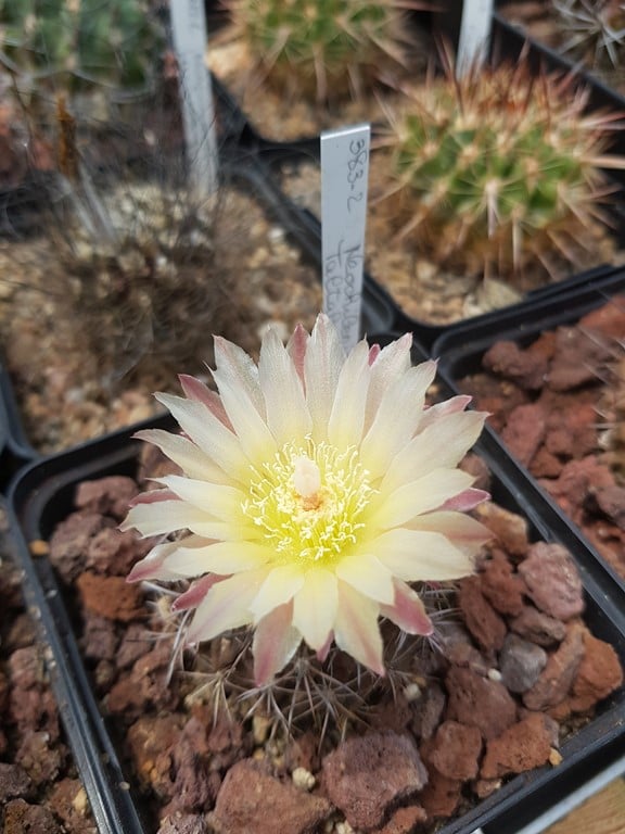 Neochilenia Taltalensis