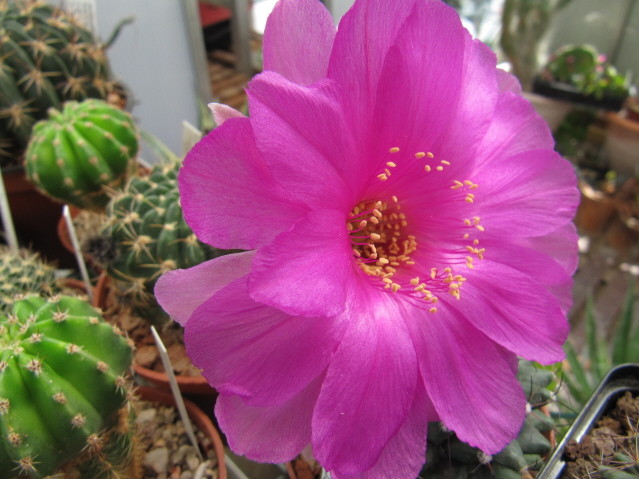 Echinopsis Ancistrophora ssp. cardenasiana WR498 