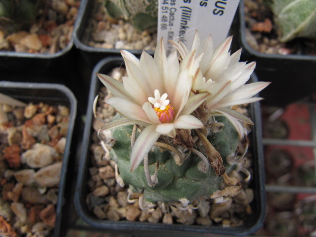 Turbinicarpus schmiedickeanus ssp klinkerianus