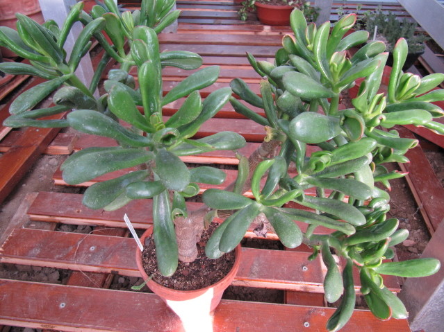 réf:1531-4  Photo prise le 24-10-2010