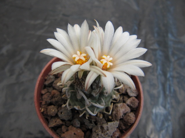 Turbinicarpus schmiedickeanus ssp klinkerianus 