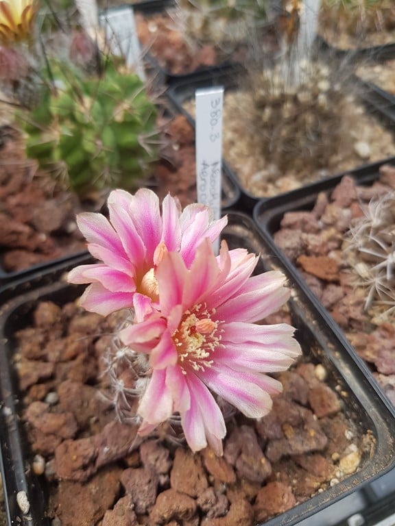 Neochilenia Aerocarpa 