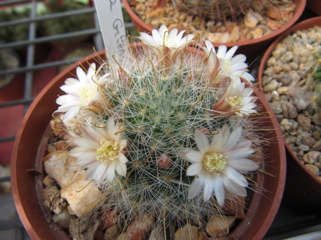 Mammillaria gilensis ML304 