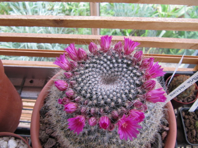 Mammillaria hahniana