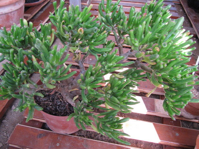 réf:1531-3 Photo prise le 24-10-2010