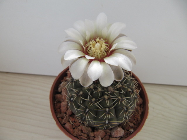 Gymnocalycium Quehlianum P117 