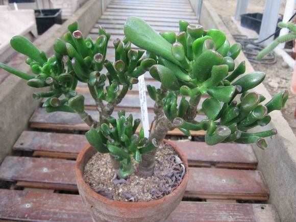 réf:1531-1 Photo prise le 11-10-2009